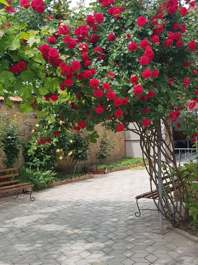 Гостиница Виноградная Лоза Евпатория-3